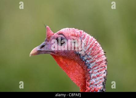 WILD TURKEY (Meleagris gallopavo) male, close head view of wattles, Douglas County, southwest Oregon, USA Stock Photo