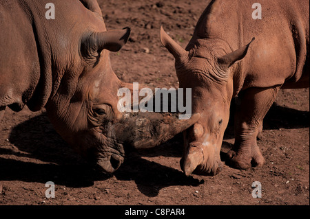 A pair of Black Rhino's in captivity. Stock Photo