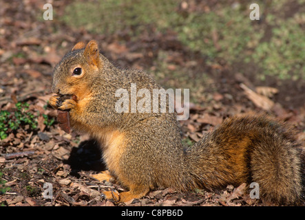 FOX SQUIRREL (Sciurus niger) eating maple seed in winter, western Oregon, USA Stock Photo