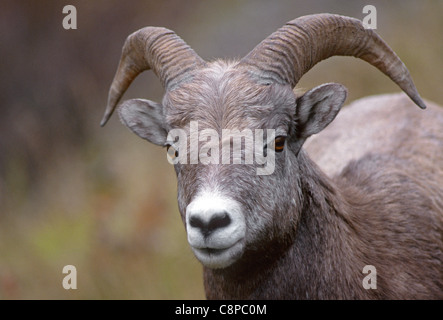 BIGHORN SHEEP (Ovis canadensis), young ram (male) in autumn, Miette Valley, Jasper National Park, Alberta, Canada Stock Photo