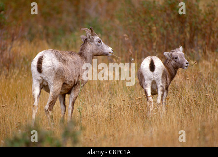 BIGHORN SHEEP (Ovis canadensis) ewe (female) and lamb in autumn, Jasper National Park, Alberta, Canada Stock Photo