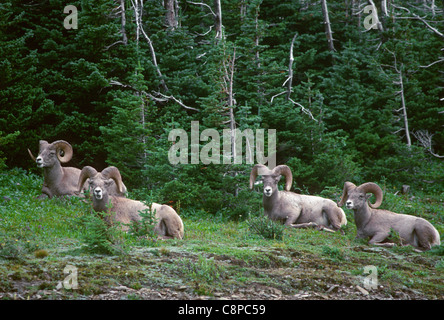 BIGHORN SHEEP (Ovis canadensis) four mature rams (male) resting near Logan Pass, Glacier National Park, Montana, USA Stock Photo