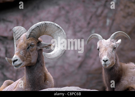 DESERT BIGHORN SHEEP (Ovis canadensis nelsoni) ram (male) and ewe (female), southern Arizona, USA Stock Photo