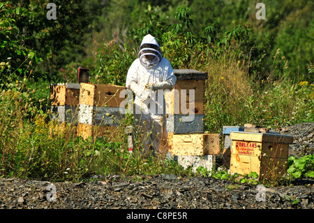 Beehive keeping and collection of honey in a desolate area in the Saguenay region of Quebec, Canada Stock Photo