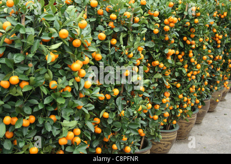 prosperous lime trees for chinese new year decoration Stock Photo