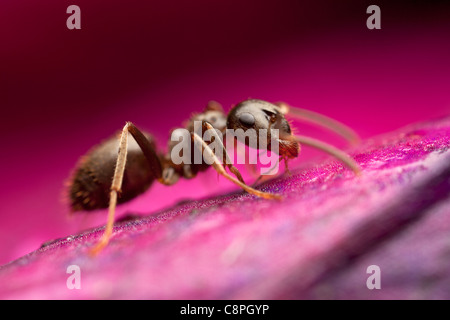 black garden ant lasius niger  feeds on sugar water on a leaf in Hampshire Stock Photo