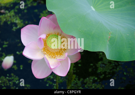 Detail of a beautiful pink lotus flower, Nelumbo nucifera Stock Photo