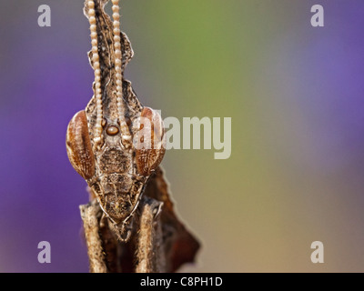 Preying mantis against soft background of purple and green showing detail in its compound eyes. Stock Photo