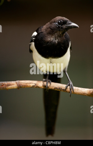 magpie pica pica stand on a dead branch in Hampshire Stock Photo