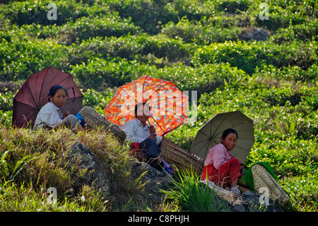 Three female tea pickers having a break Gurung Tea Estate Kurseong West Bengal India Stock Photo