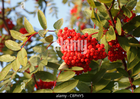 Autumn view of red berries on mountain ash tree in northern Minnesota, Sorbus americana. Stock Photo