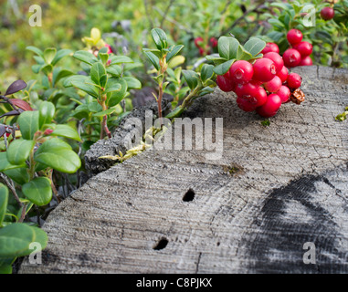 Lingonberry ( Vaccinium vitis-idaea , Ericaceae )  growth and berries at Autumn  , Finland Stock Photo
