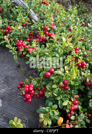 Lingonberry ( Vaccinium vitis-idaea , Ericaceae )  growth and berries at Autumn , Finland Stock Photo
