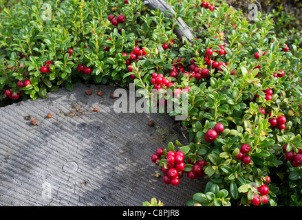 Lingonberry ( Vaccinium vitis-idaea , Ericaceae )  growth and berries at Autumn , Finland Stock Photo