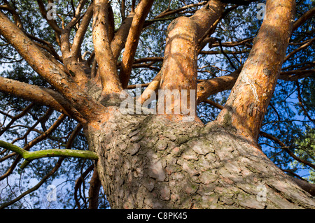 Closeup of an European pine tree ( Pinus sylvestris ) tree trunk , bark and branches from below , Finland Stock Photo