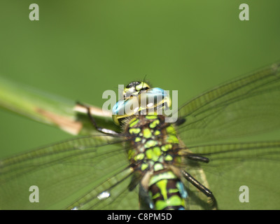 Southern Hawker / Blue Darner / Aeshna cyanea / dragonfly / Blaugrüne Mosaikjungfer Stock Photo