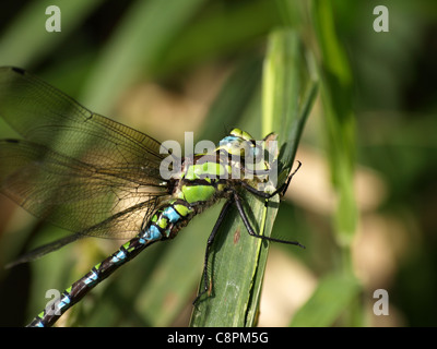 Southern Hawker / Blue Darner / Aeshna cyanea / dragonfly / Blaugrüne Mosaikjungfer Stock Photo
