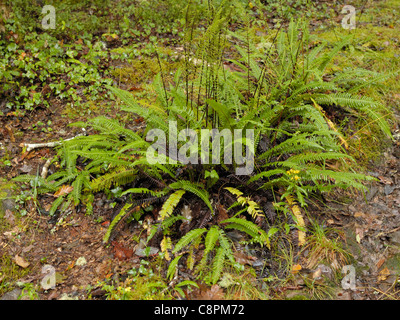 Hard-fern, Blechnum spicant Stock Photo