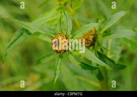 Nodding Bur-marigold, bidens cernua Stock Photo