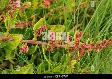 Sea Beet, beta vulgaris Stock Photo