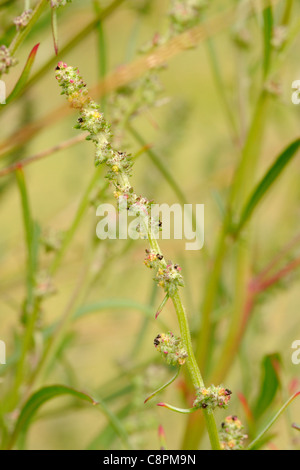 Grass-leaved Orache, atriplex littoralis Stock Photo