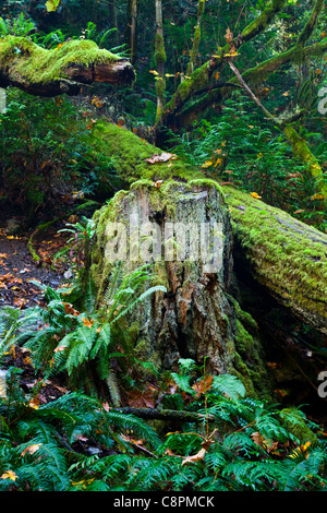 Ferns and decaying trees in a temperate rain forest, Vancouver Island, Canada Stock Photo