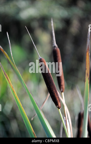 Typha latifolia (Bulrush, Common Bulrush, Broadleaf Cattail, Common Cattail, Great Reedmace, Cooper's reed, Cumbungi Stock Photo