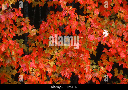 Autumn colored leaves of sugar maple in northern hardwood forest, near Dixville Notch, northern New Hampshire, USA Stock Photo