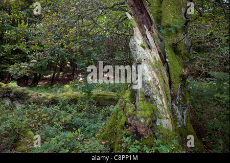 Very old oak tree with partly fallen trunk Stock Photo