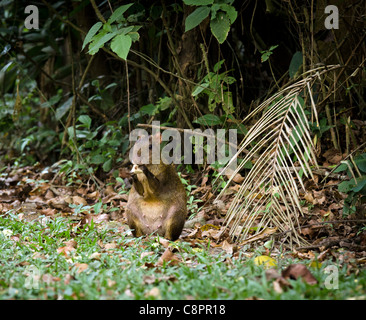 Agouti rodent Tambopata National Reserve Puerto Maldonado Amazon Area Peru Stock Photo