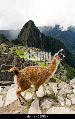 Machu Picchu Cusco region Peru Stock Photo