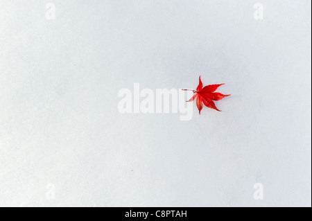 Chappaqua, NY, Oct 30, 2011: A  Japanese maple leaf Acer palmatum var atropurpurea aka atropurpureum fallen on white snow after a freak early blizzard in New York. Global warming seasonal weather disruption concept with copy space. Also a peaceful beautiful image for calendars and winter advertising. Stock Photo
