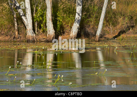 Reflections in pond at former Adelaide River Railway Station, Northern Territory, Australia Stock Photo