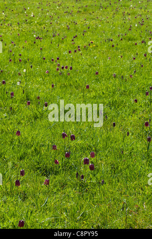 Snake's Head Fritillaries, Fritillaria meleagris, in flower in spring at North Meadow near Cricklade, Wiltshire Stock Photo