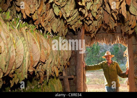 PINAR DEL RIO: VINALES TOBACCO FARM WITH DRYING TOBACCO LEAVES AND FARMER Stock Photo