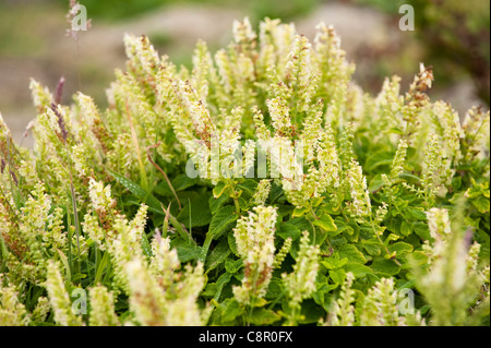 Wood Sage, Teucrium scorodonia Stock Photo