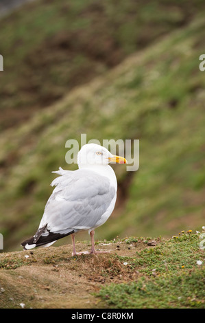 Herring Gull, Larus argentatus Stock Photo