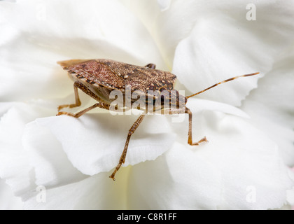 Stink bug or shield marmorated insect landed on a white blossom of spray carnation Stock Photo