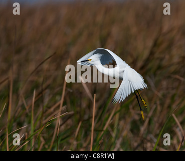 Snowy Egret in flight at everglades, Florida, USA Stock Photo