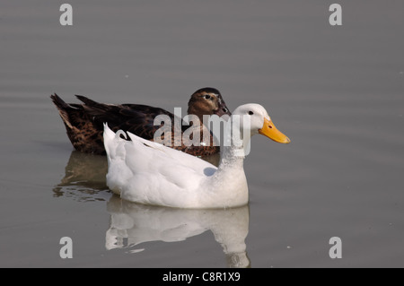 Domestic duck swimming with a Mexican duck (Anas diazi) in a lake in central Mexico Stock Photo