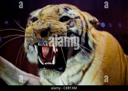 A stuffed tiger in a display case at Manchester Museum in the UK Stock Photo