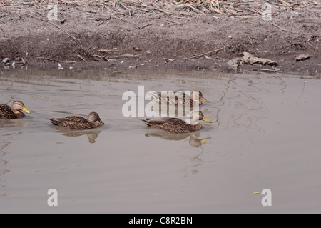 Group of Mexican ducks in a lake (Anas Diazi) Stock Photo