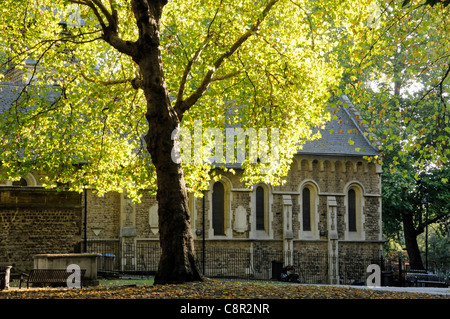 Tree in autumn sunlight in St Pancras Old Church churchyard, church in background, Camden London England UK Stock Photo