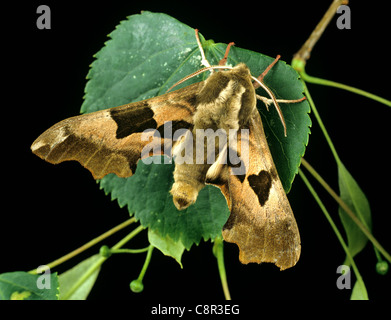 Lime hawkmoth (Mimas tiliae) adult moth on a lime leaf Stock Photo