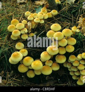 Sulphur tuft (Hypholoma fasciculare) fruiting bodies in tree stump Stock Photo
