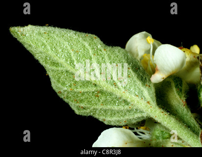 Fruit tree red spider mite (Panonychus ulmi) infestation on the underside of an apple leaf Stock Photo