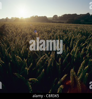 Wheat crop with ripening ears and summer sun setting behind, Devon, July Stock Photo