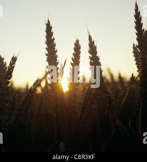 Ears of wheat with the sun setting behind them on a fine summer evening in July Stock Photo