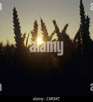 Ears of wheat with the sun setting behind them on a fine summer evening in July Stock Photo