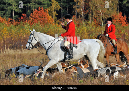 Hunter wearing red coat blowing horn while riding on horseback with pack of hounds during drag hunting in autumn, Europe Stock Photo
